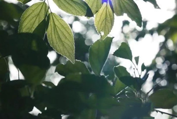 尋找百名困境兒童，聆聽童音，護(hù)苗成長